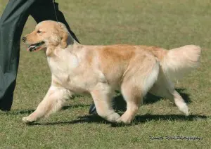 A dog is running in the grass with its owner.