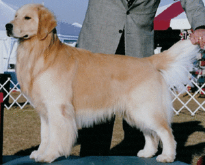 A dog standing on top of a blue rug.