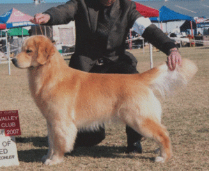 A man standing next to a dog on top of a field.