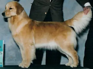 A dog standing next to a man in a suit.