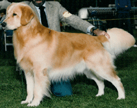 A dog standing in the grass with its trainer.