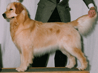 A dog standing next to a man in a suit.