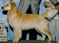 A dog standing on top of a wooden table.