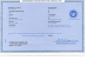 A blue certificate of origin for an animal.