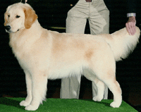 A dog standing on top of grass next to a person.