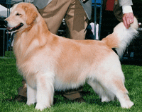 A golden retriever standing in the grass with people.