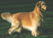 A golden retriever standing in the grass.