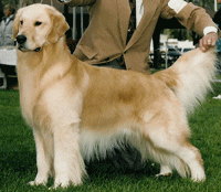 A man is holding the leash of his dog