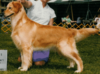 A dog standing on its hind legs in the grass.