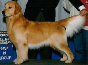 A golden retriever standing on top of a table.