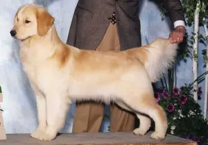 A dog standing on top of a table.