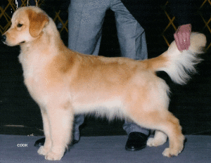 A dog standing on its hind legs in front of a person.