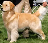 A golden retriever standing on top of grass.