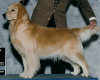 A golden retriever standing next to a man.