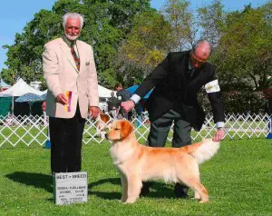 A man and a dog are standing in the grass.