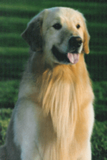 A dog standing in the grass with its tongue hanging out.